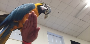 Mr. Money Monster holding a Macaw with cash at a Mini Monster school assembly