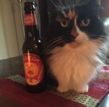 cats and beer 3